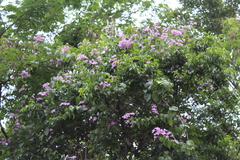 Amphilophium
