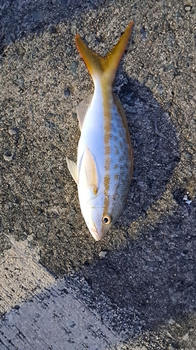 Yellowtail snapper
