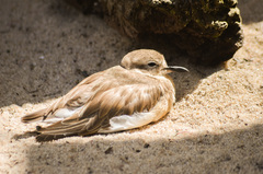 Charadrius obscurus