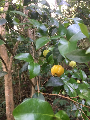 Surinam cherry