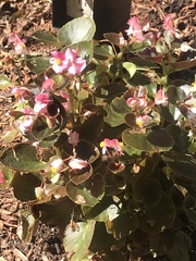 Begonia