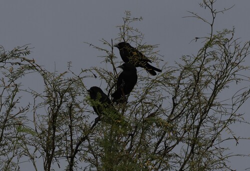 Bolivian Blackbird (Oreopsar bolivianus), photo 7