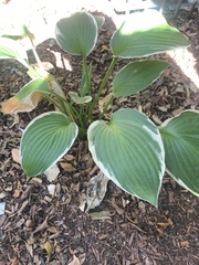 Hosta