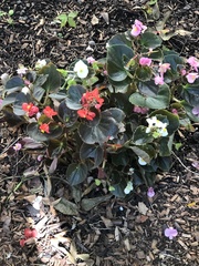 Begonia
