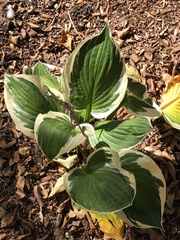 Hosta