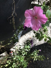 Magnoliopsida