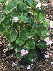Begonia