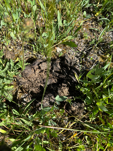iNaturalist observation photo of Holarctic Bears