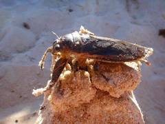 Lethocerus annulipes