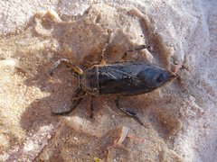 Lethocerus annulipes