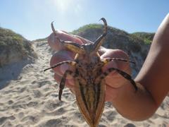 Lethocerus annulipes