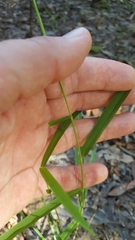 Leersia