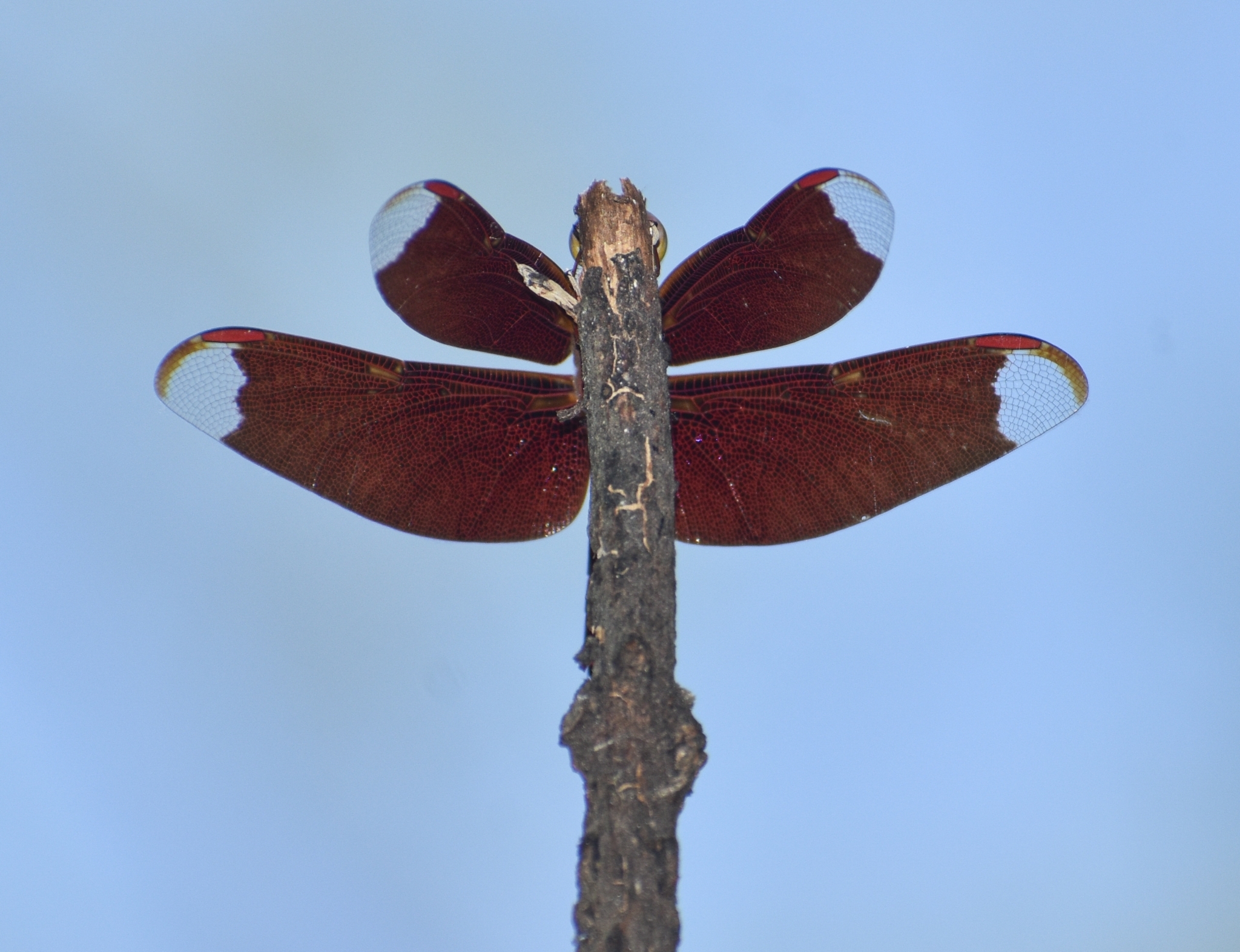 Fulvous Forest Skimmer