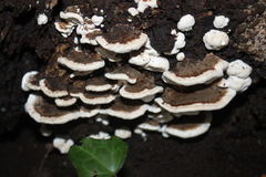Trametes versicolor