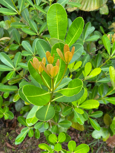 Alstonia spatulata observed 2025-06-10