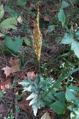 Sceptridium dissectum dissectum