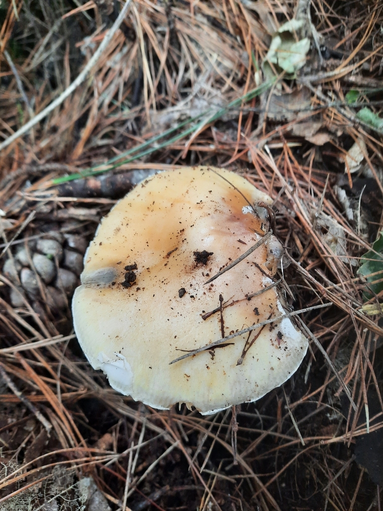 Amanita junquillea · June 2025 · photo: © maxxrandomnumbers (iNaturalist, cc0)