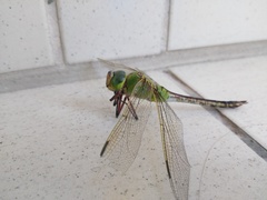 Anax parthenope julius