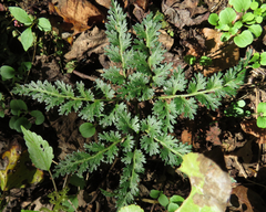 Sceptridium dissectum dissectum