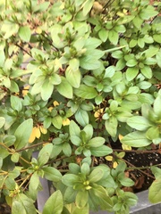 Magnoliopsida