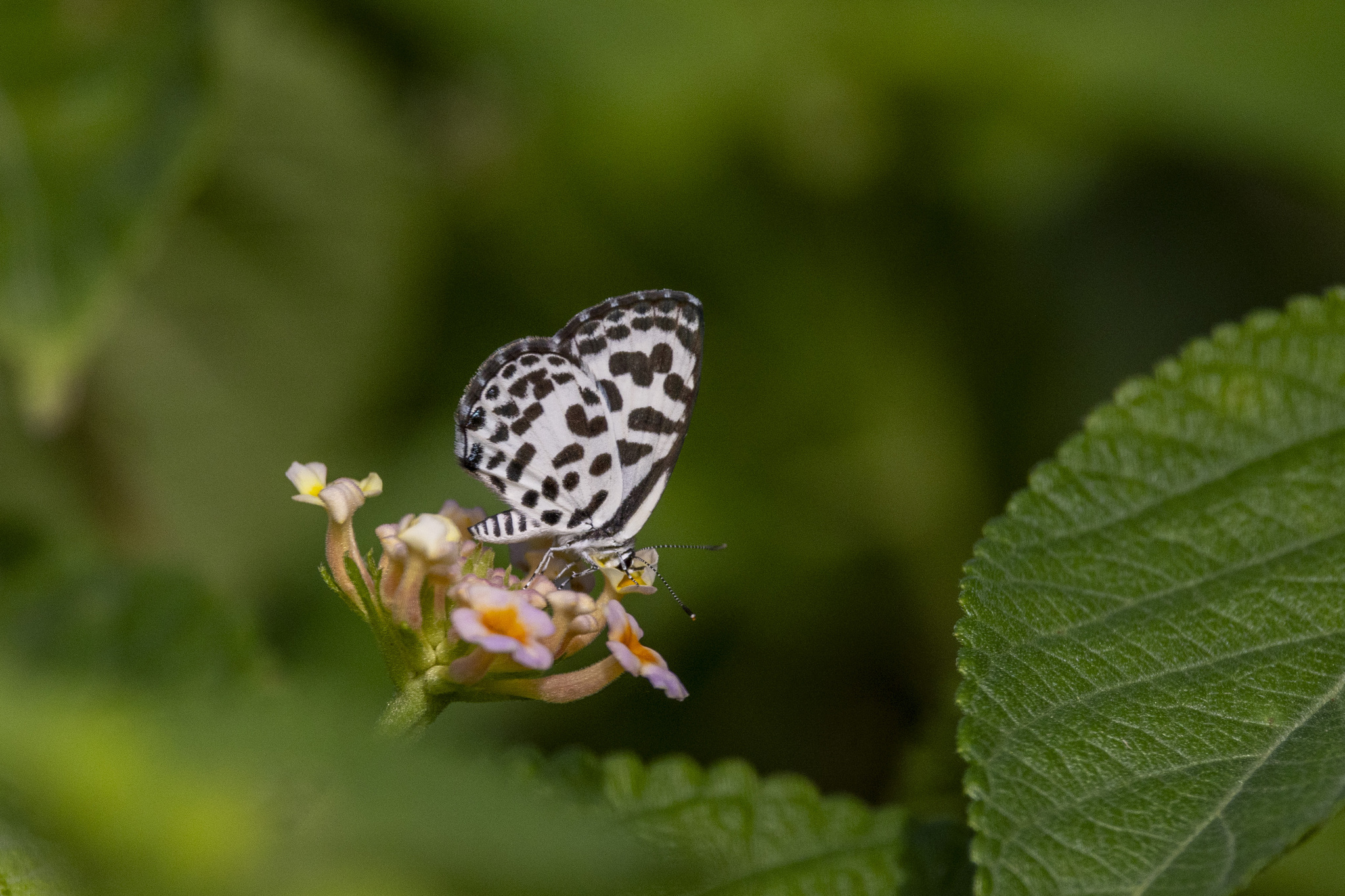 Common Pierrot
