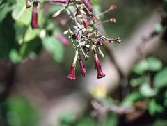 Rhaphithamnus venustus