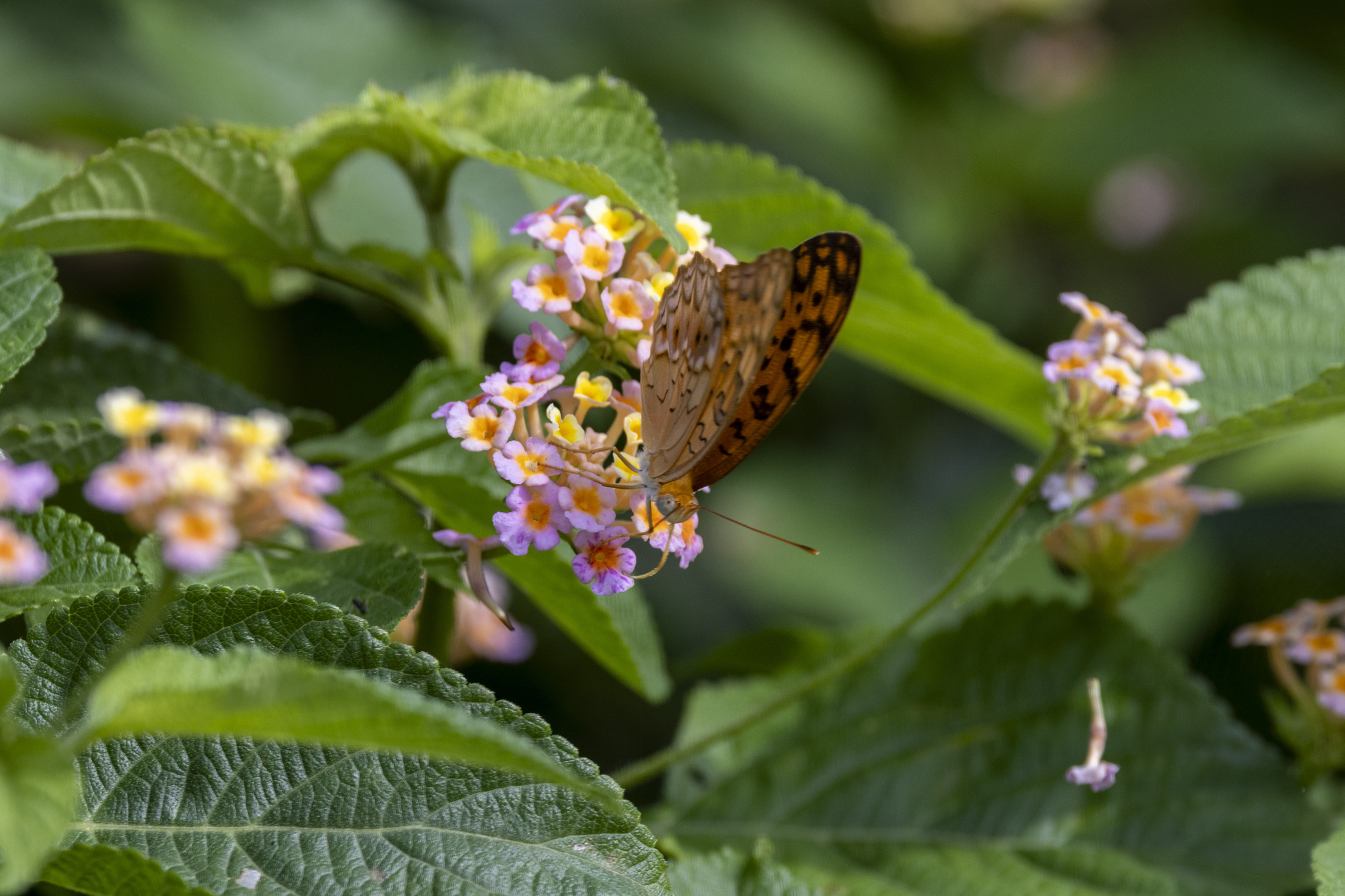 Common Leopard