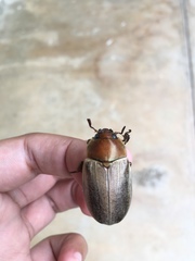 Pelidnota punctulata