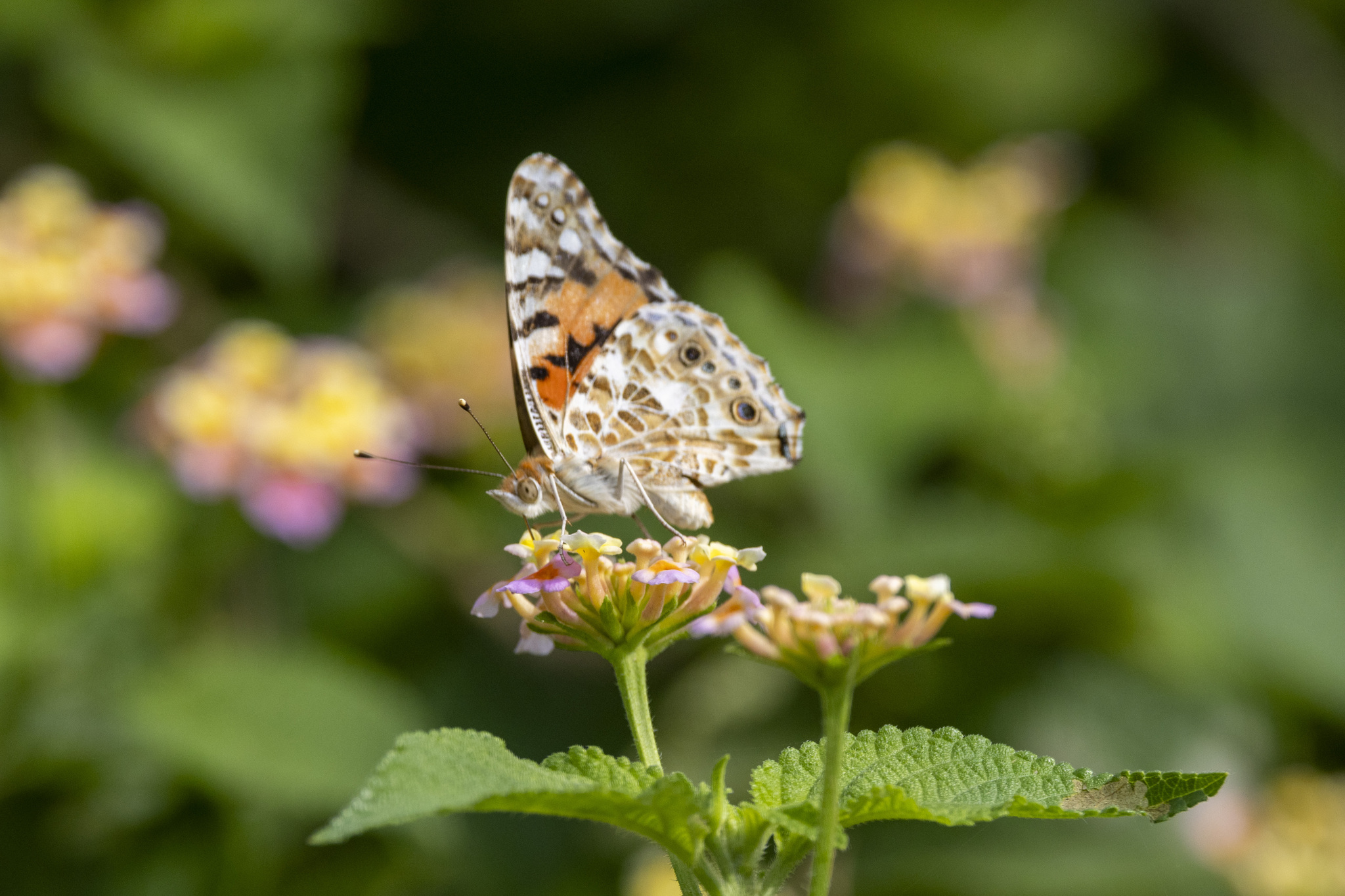 Painted Lady
