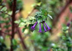 Rhaphithamnus venustus