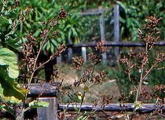 Rhaphithamnus venustus