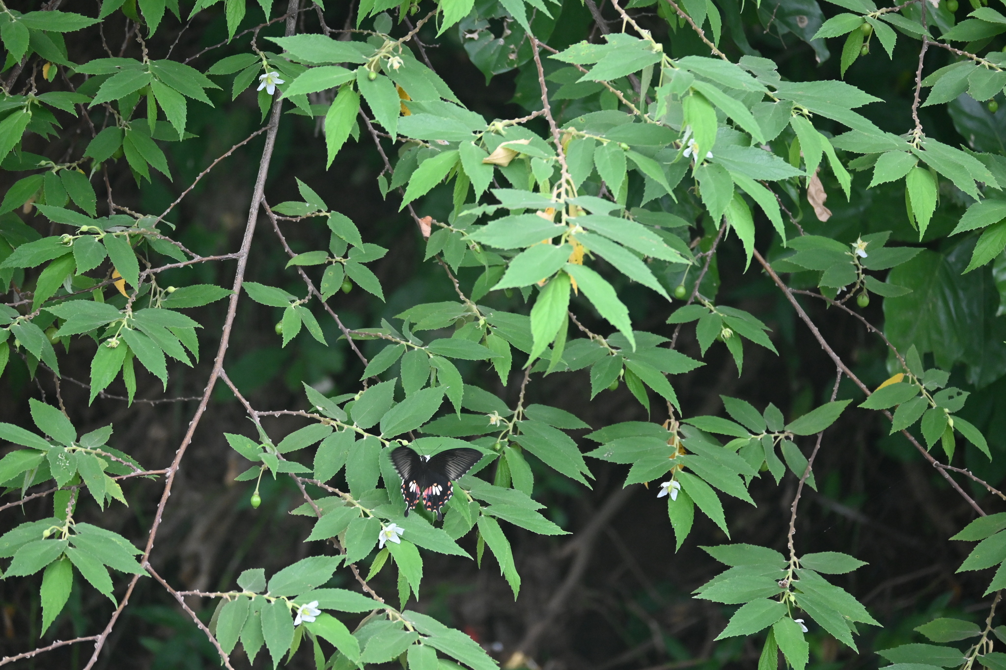 Common Rose
