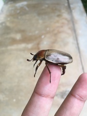 Pelidnota punctulata
