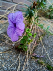 Petunia × atkinsiana