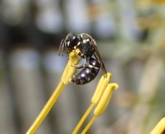 Hylaeus