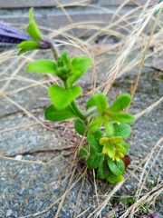 Petunia × atkinsiana