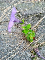 Petunia × atkinsiana