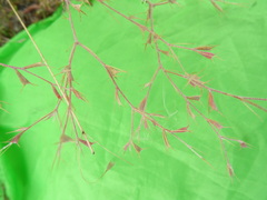 Ceratocarpus arenarius