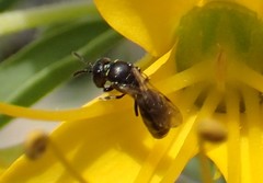 Hylaeus