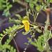 Sophora fernandeziana - Photo (c) upupamartin, some rights reserved (CC BY-NC-ND), uploaded by upupamartin
