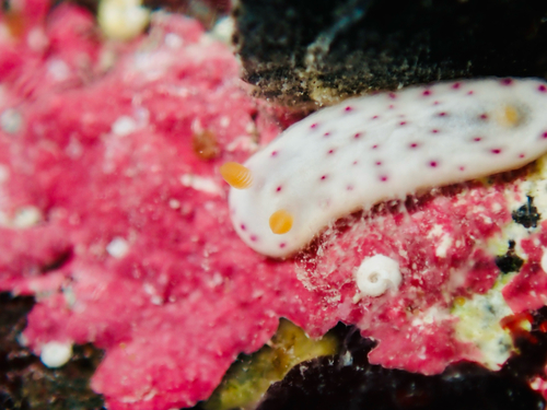 Chromodoris aspersa observed 2025-06-20