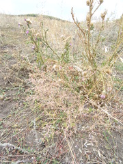 Ceratocarpus arenarius