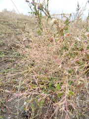 Ceratocarpus arenarius