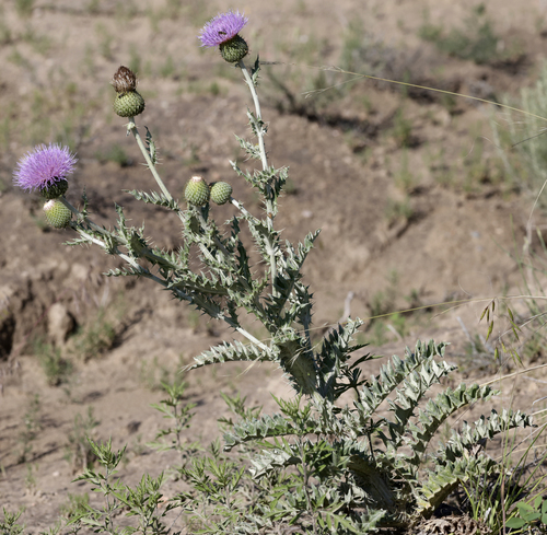 Cirsium undulatum