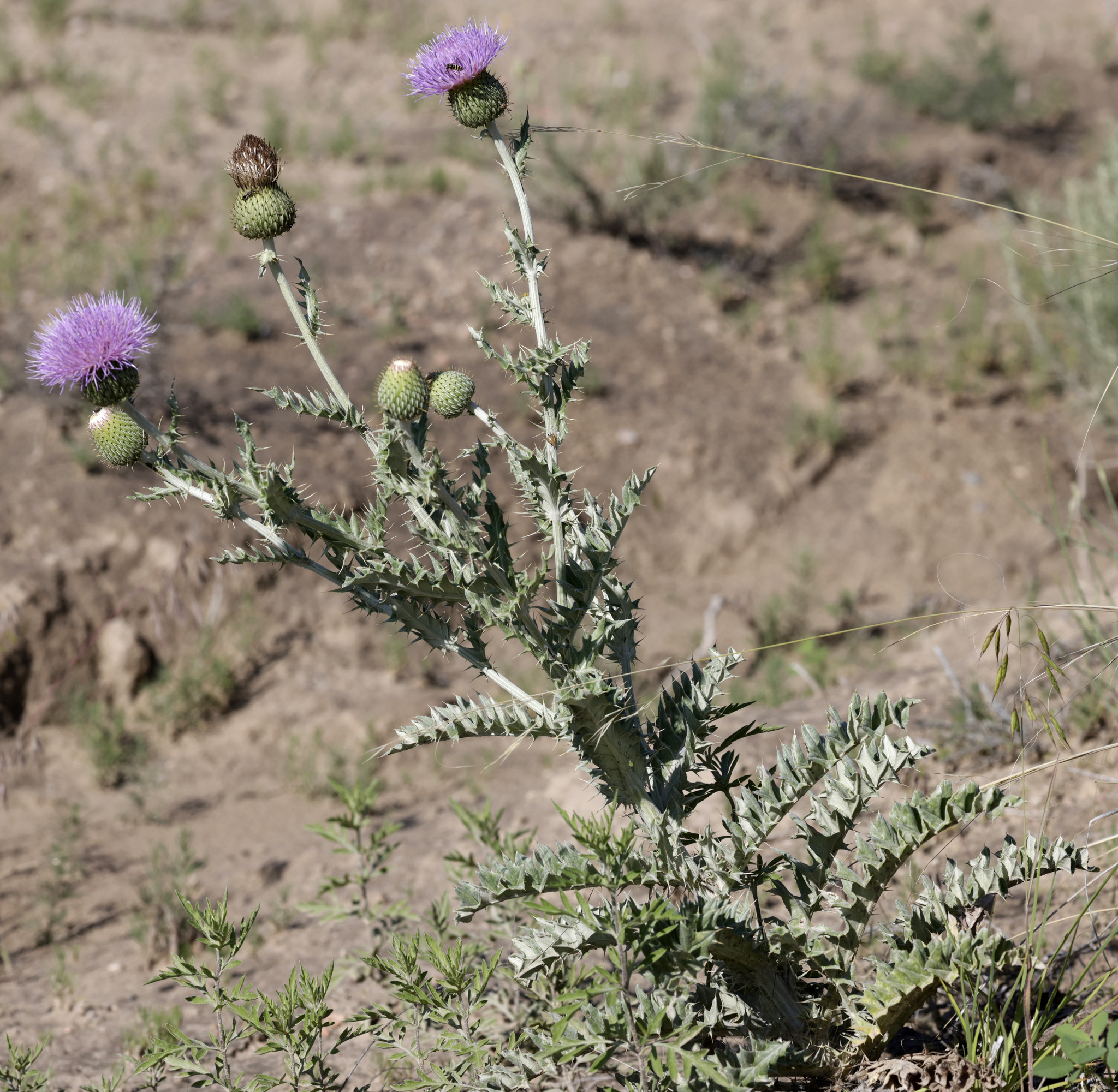 Cirsium undulatum