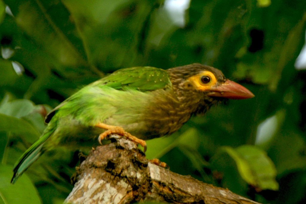 Brown-Headed Barbet