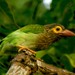 Brown-headed Barbet - Photo (c) Hafiz Issadeen, some rights reserved (CC BY)