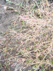 Ceratocarpus arenarius