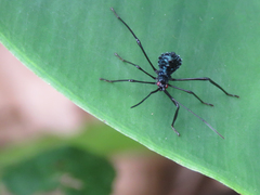 Acanthocephalini