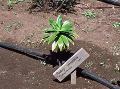 Plantago fernandezia
